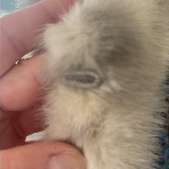 Genuine Mink Vintage Natural Blue - Picture 14 of 14